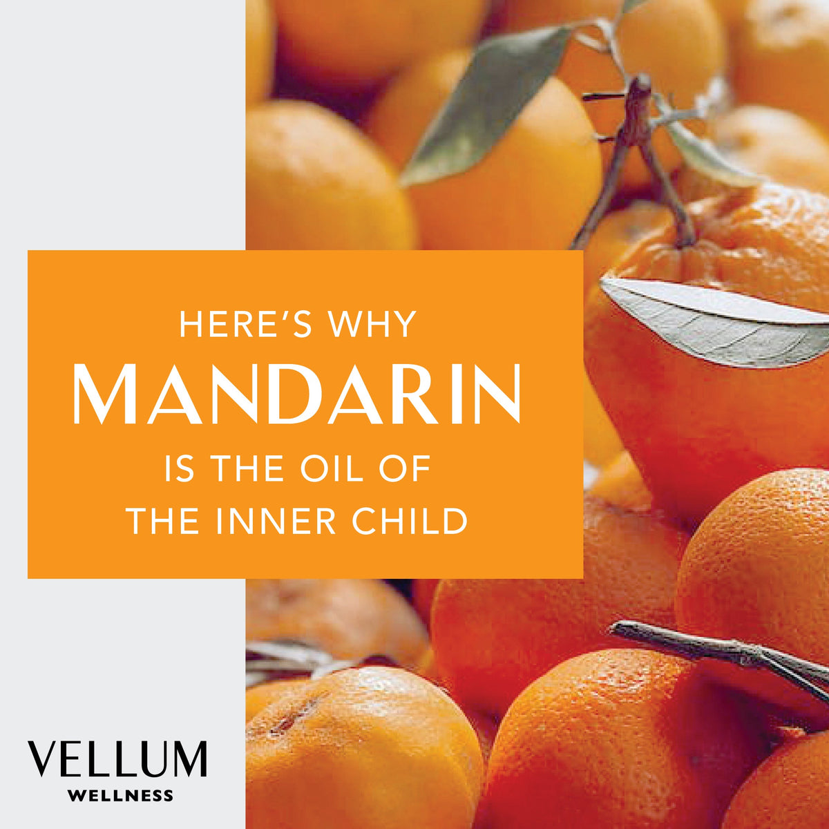 Mandarin Essential Oil | Vellum Wellness