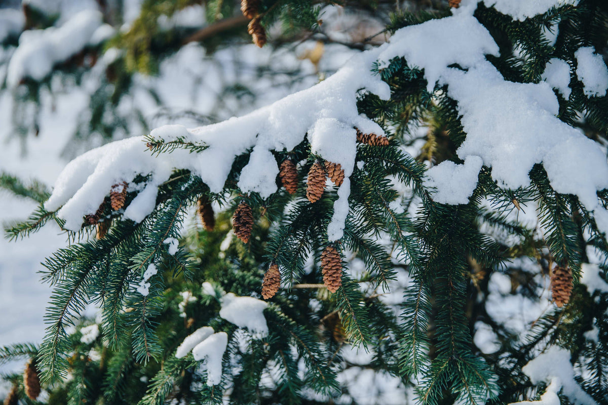 Pine Essential Oil | Vellum Wellness