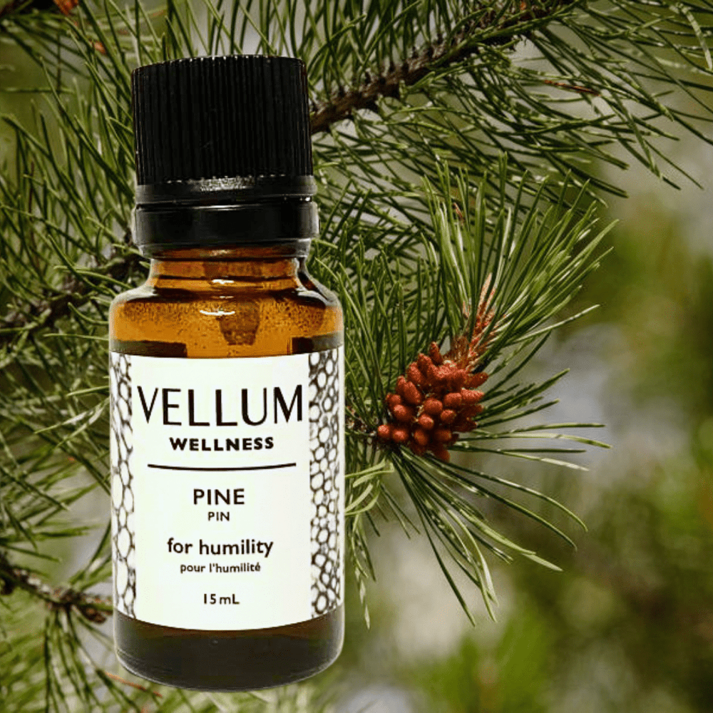 Pine Essential Oil | Vellum Wellness