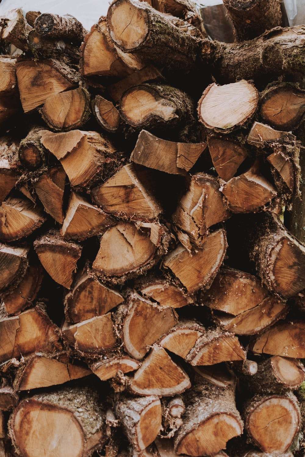 Cedarwood Essential Oil | Vellum Wellness