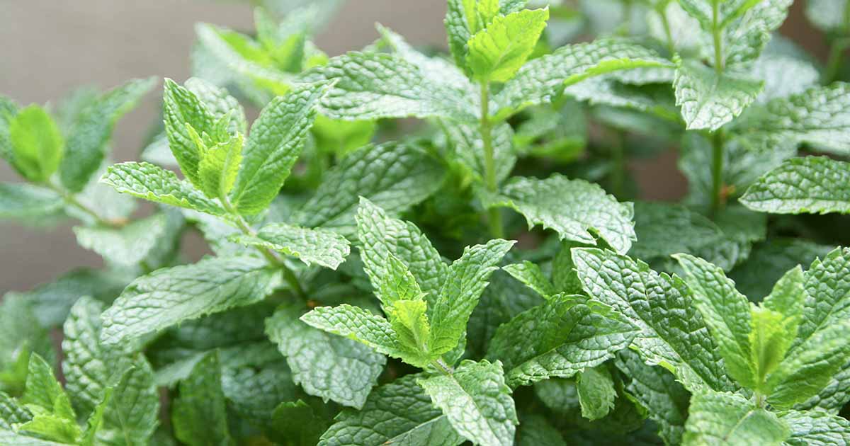 Spearmint Essential Oil | Vellum Wellness