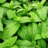 Peppermint Essential Oil | Vellum Wellness