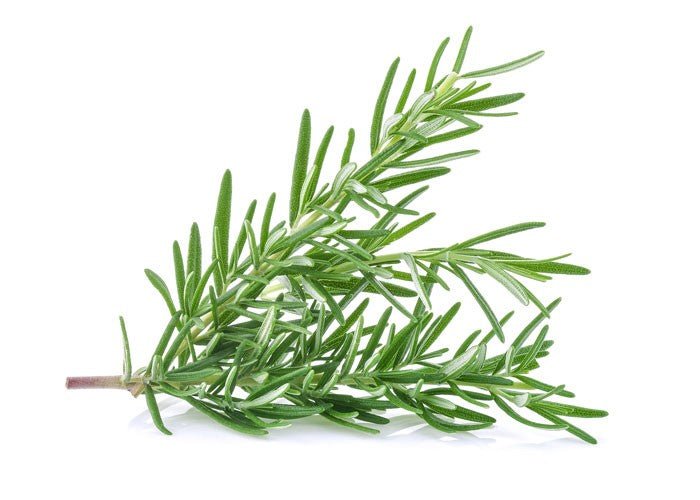 Rosemary Essential Oil | Vellum Wellness