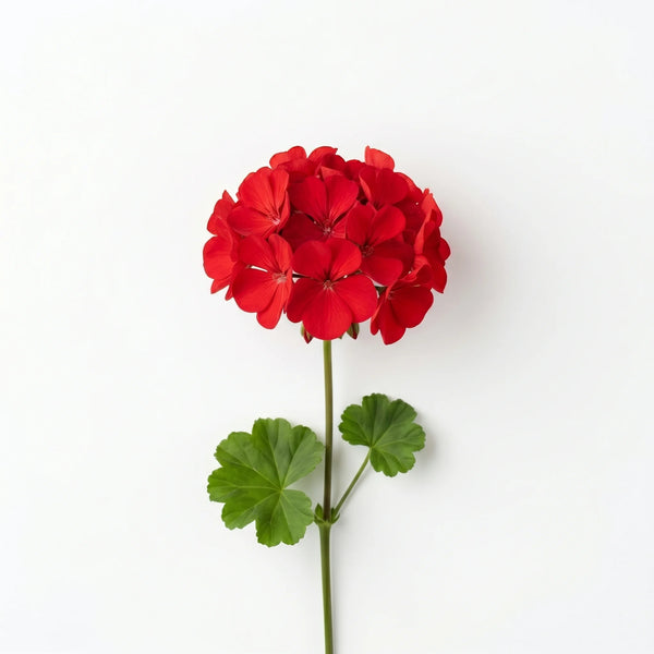 Geranium