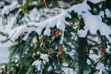 Pine Essential Oil | Vellum Wellness