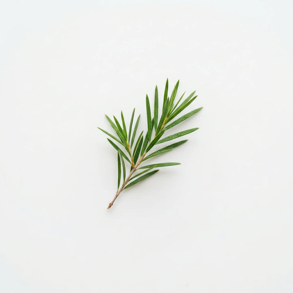 Tea Tree