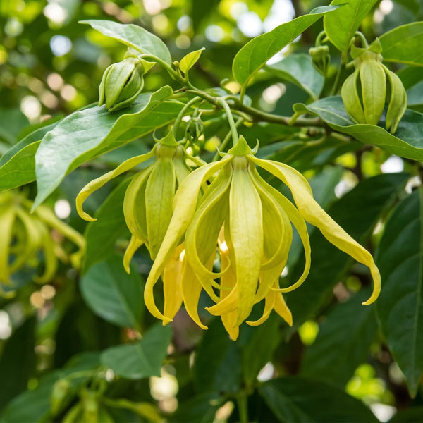 Ylang Ylang